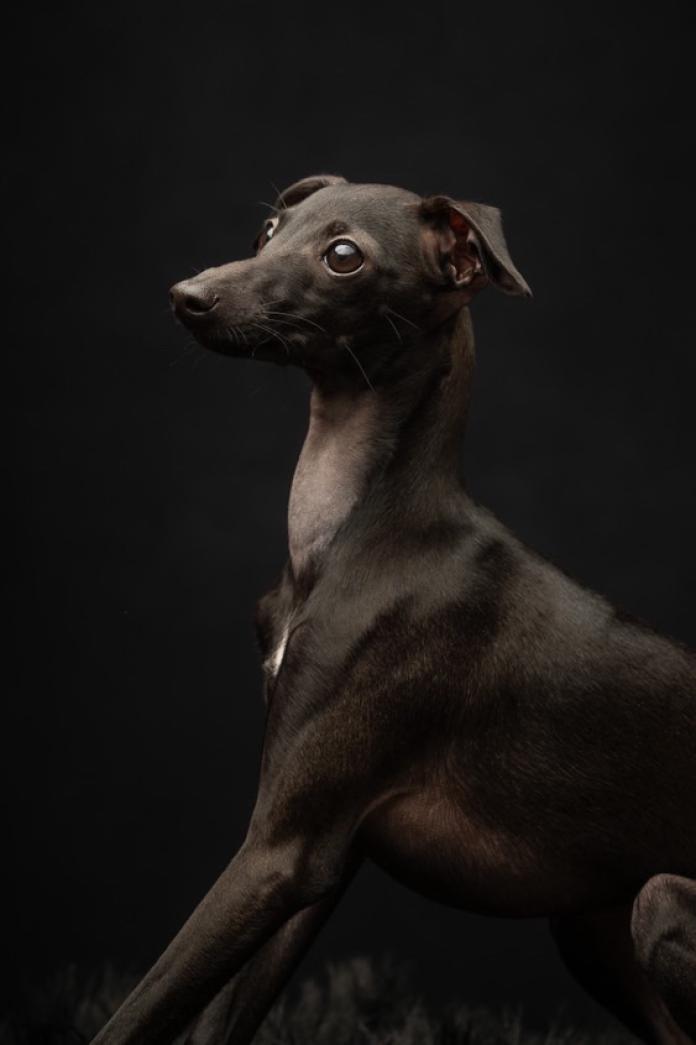 犬のプロフィール画像