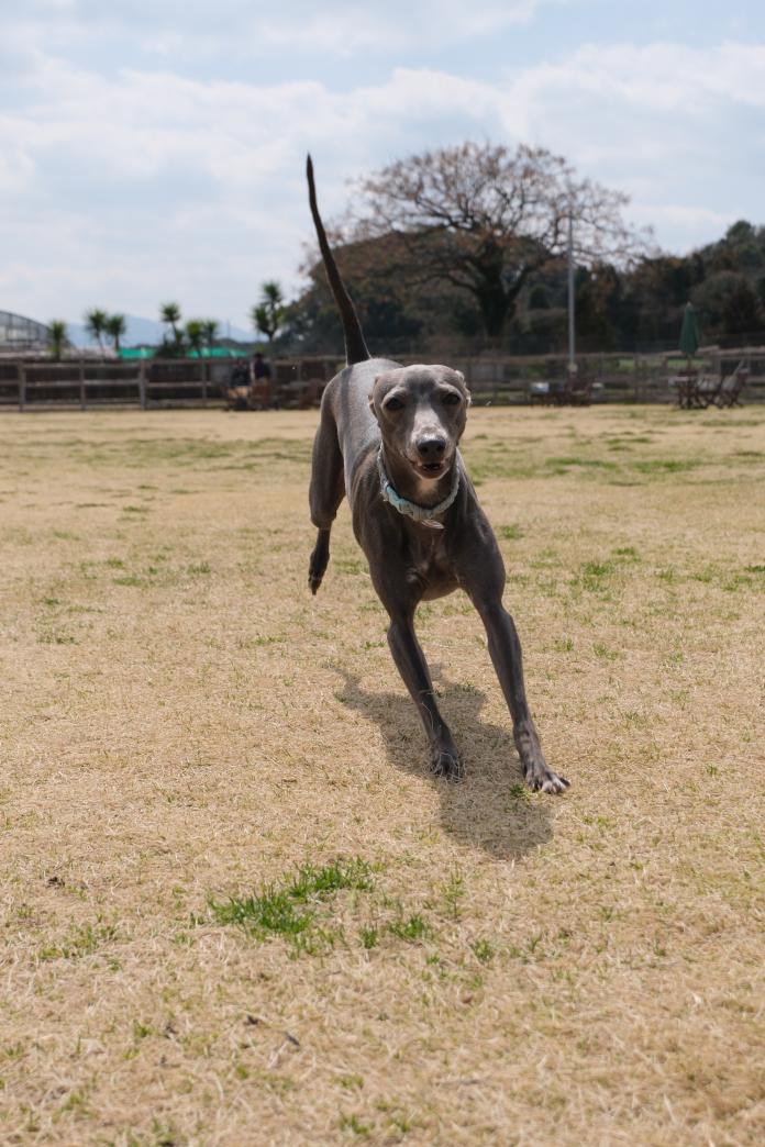 犬のプロフィール画像