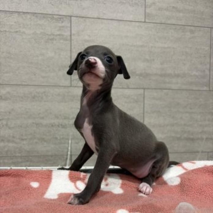 イタリアングレーハウンド(1856)の子犬情報