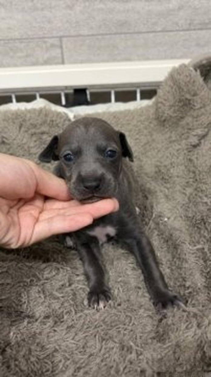 イタリアングレーハウンド(1857)の子犬情報