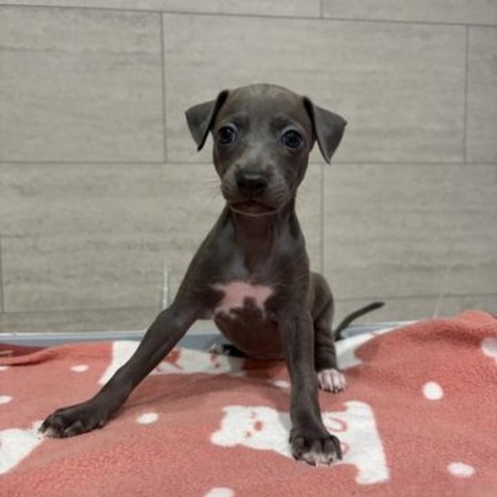 イタリアングレーハウンド(1857)の子犬情報