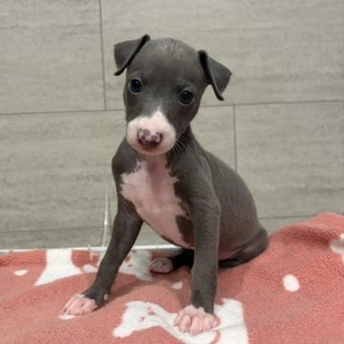 イタリアングレーハウンド(1859)の子犬情報