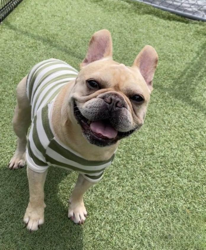 犬のプロフィール画像