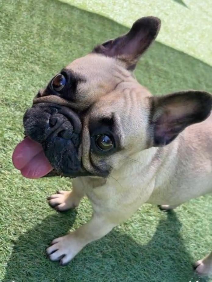 犬のプロフィール画像