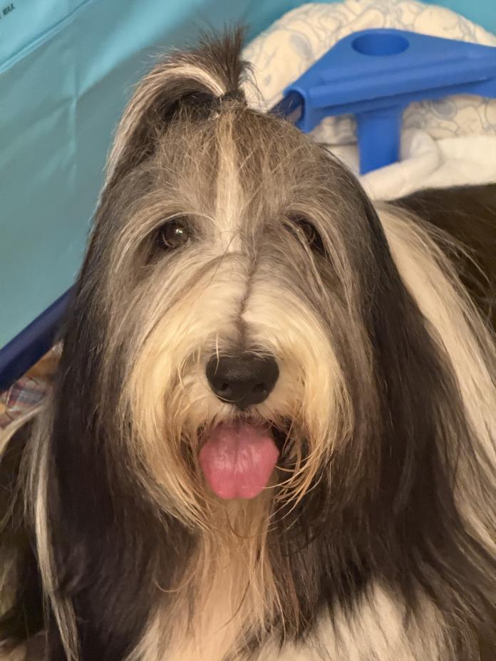 犬のプロフィール画像