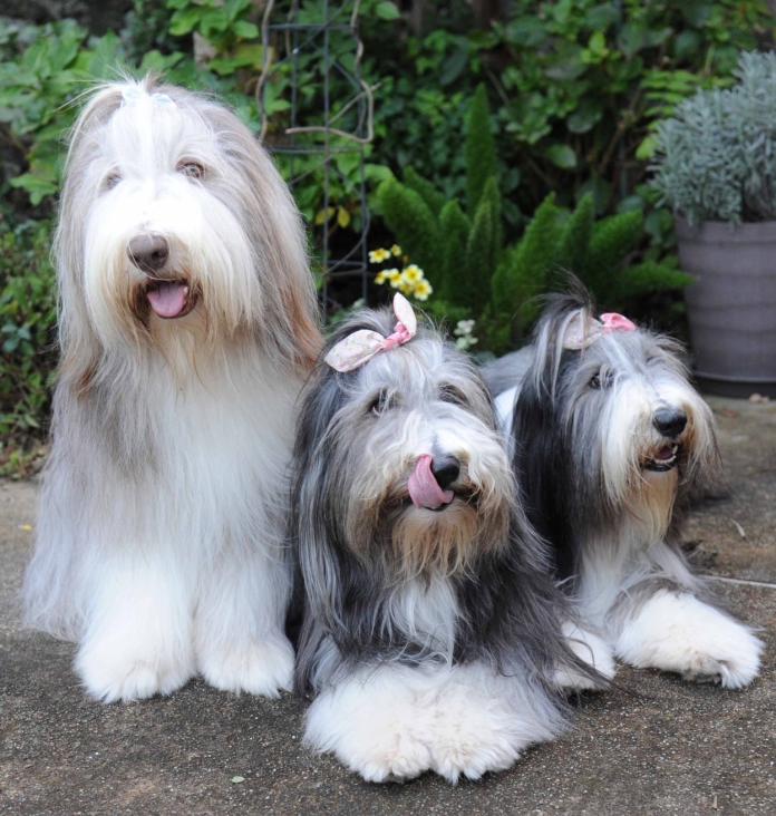 相澤 裕ブリーダー(神奈川県)の情報・子犬一覧