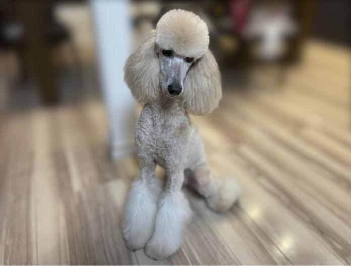 親犬のプロフィール画像