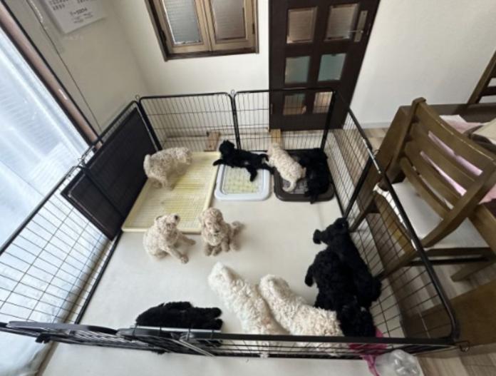 ブリーダー、犬に関する画像