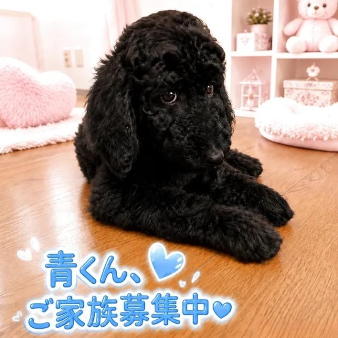スタンダードプードル(1725)の子犬情報