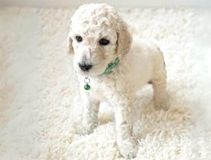 犬のプロフィール画像