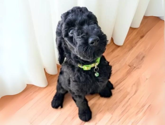 犬のプロフィール画像