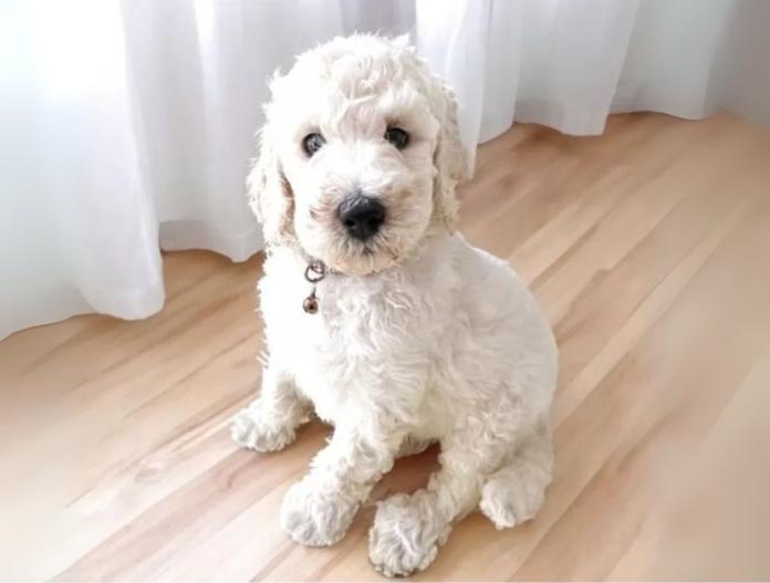 犬のプロフィール画像
