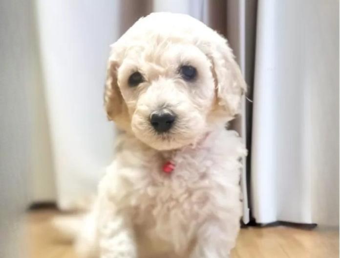 犬のプロフィール画像