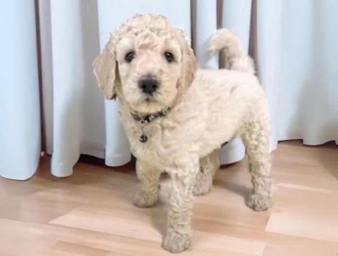 犬のプロフィール画像