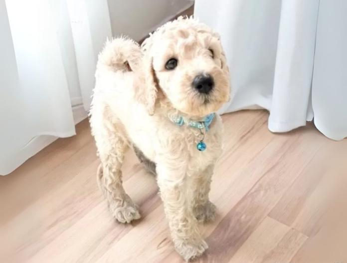 犬のプロフィール画像