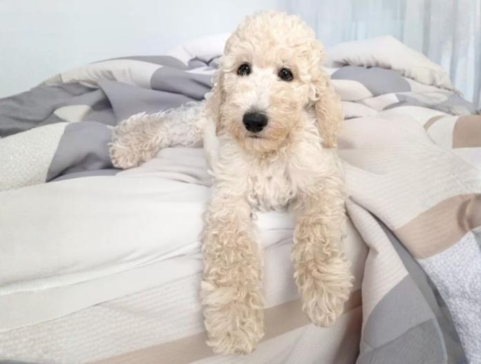 犬のプロフィール画像