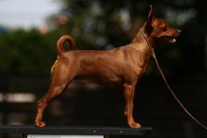 犬のプロフィール画像