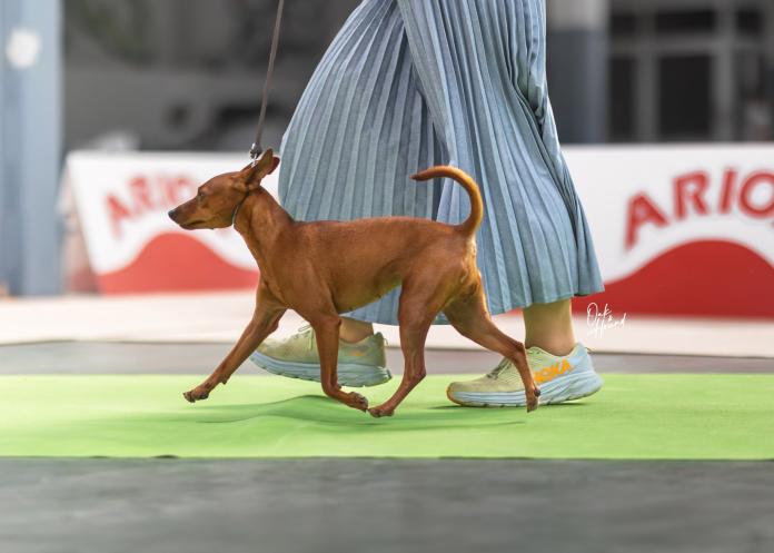 犬のプロフィール画像