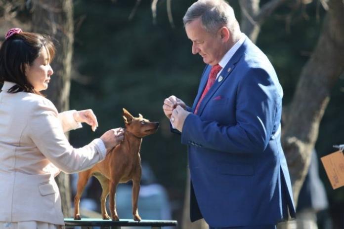 浅野 千晃ブリーダー(神奈川県)の情報・子犬一覧
