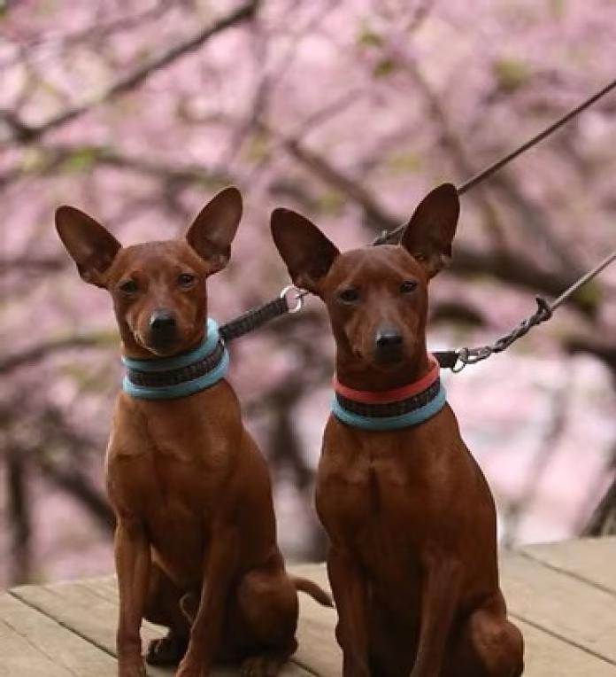 浅野 千晃ブリーダー(神奈川県)の情報・子犬一覧