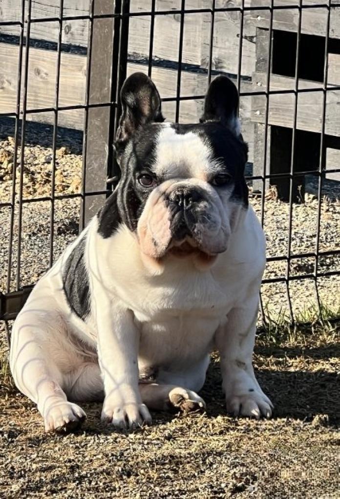 犬のプロフィール画像