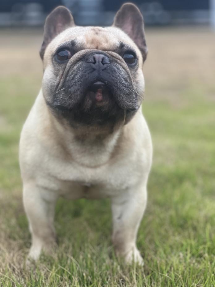 犬のプロフィール画像