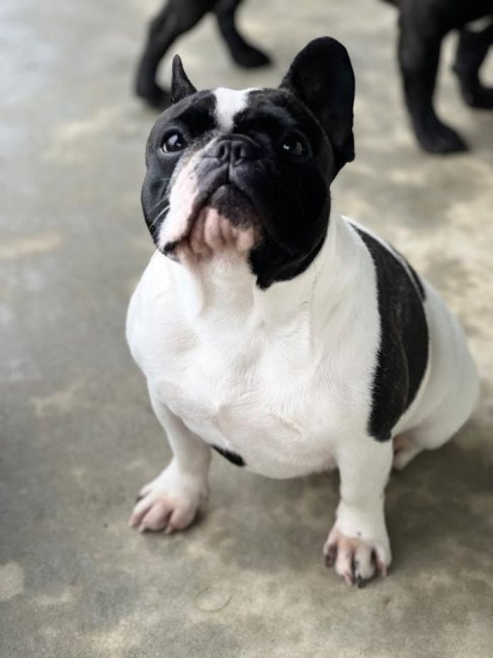 犬のプロフィール画像