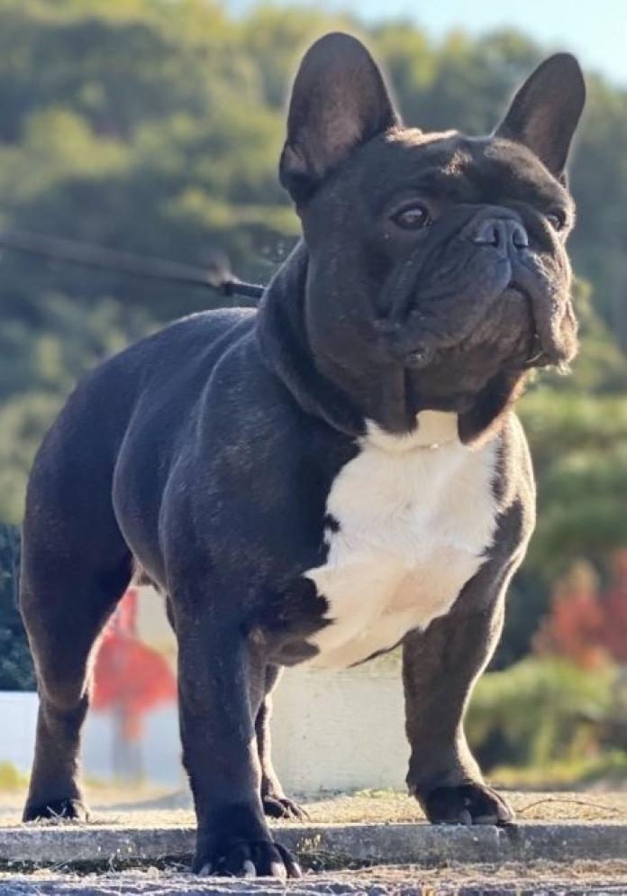鈴村 智恵ブリーダー(香川県)の情報・子犬一覧