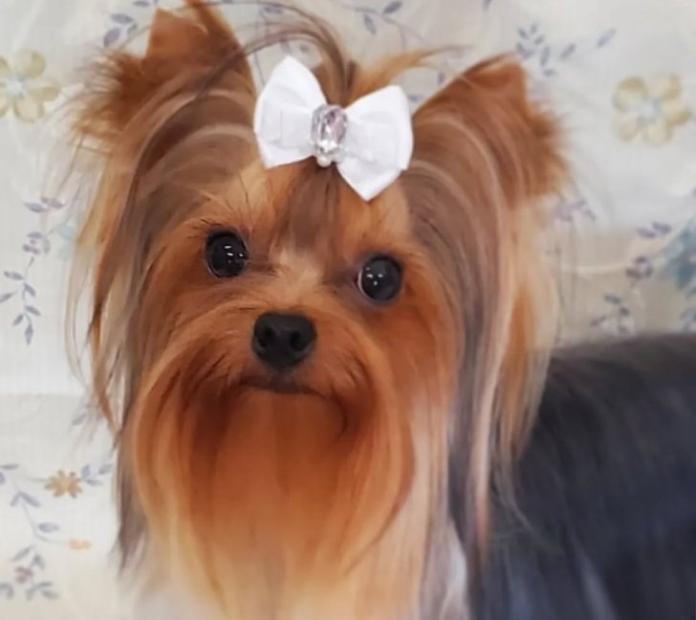 犬のプロフィール画像