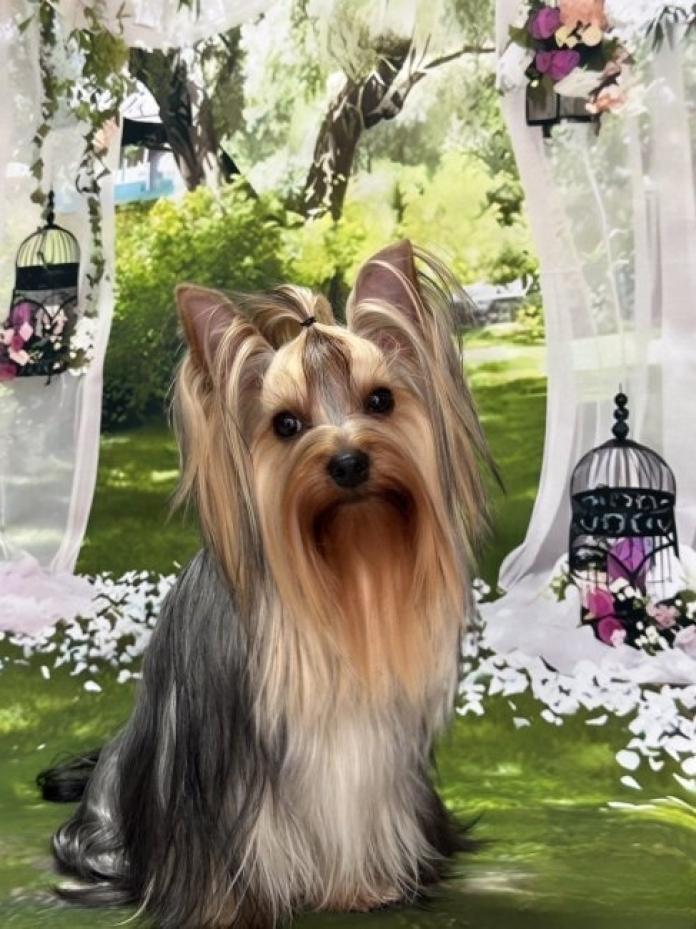 犬のプロフィール画像