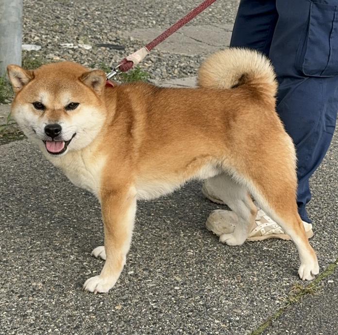 犬のプロフィール画像