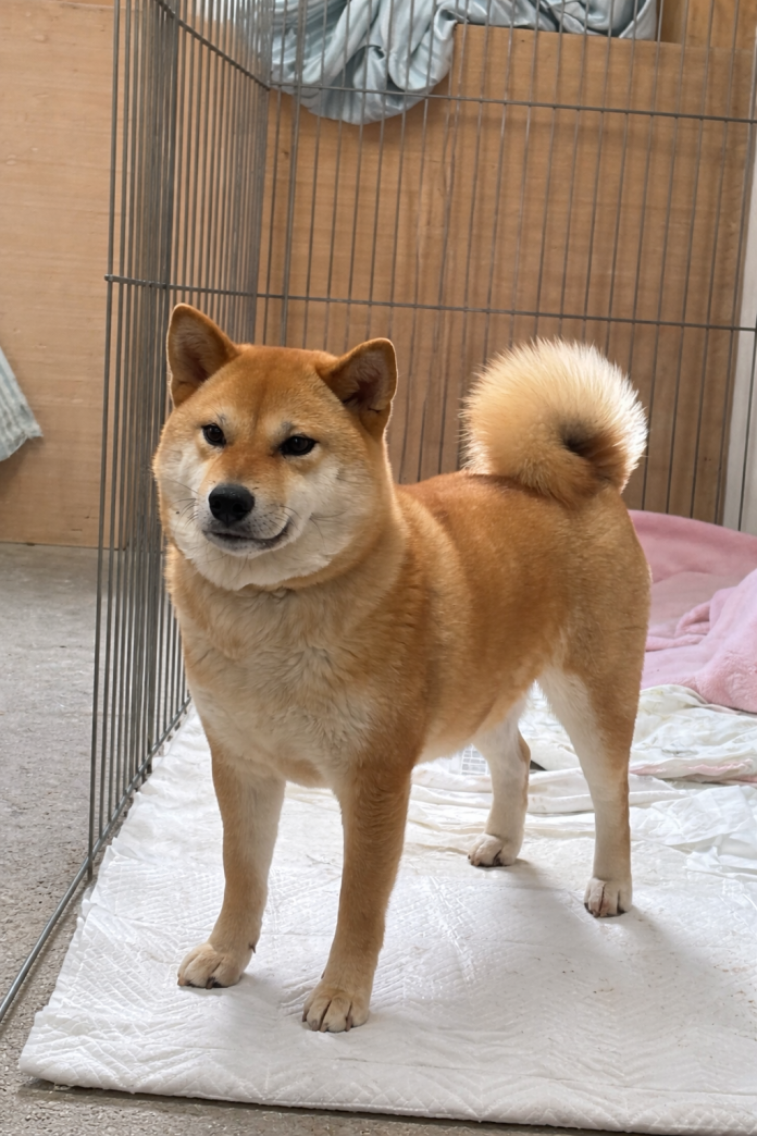 犬のプロフィール画像