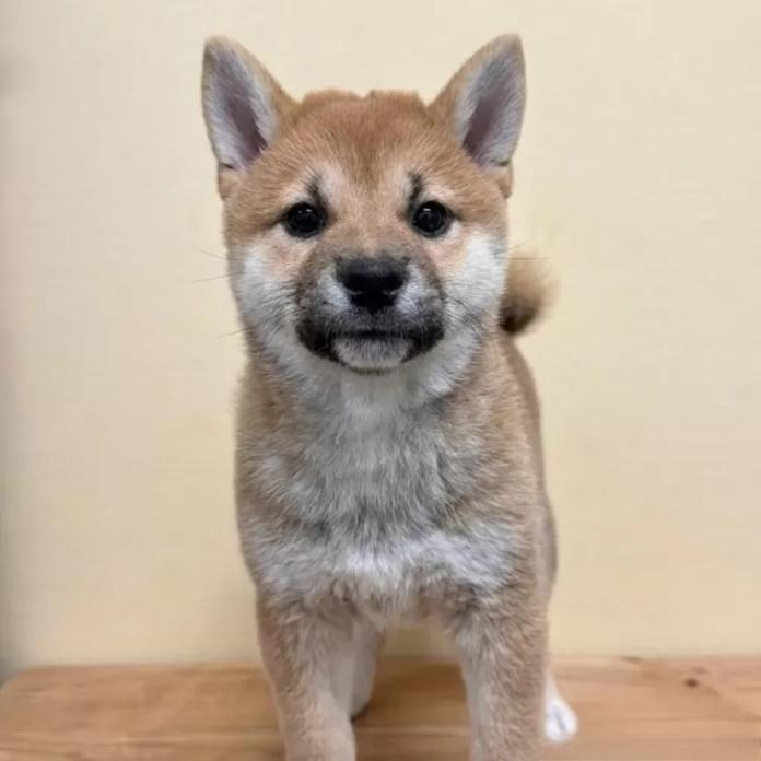 柴犬(標準サイズ)(長野県・女の子・2026/02/24・赤)の子犬情報! | 北林 紗月ブリーダー(1936)