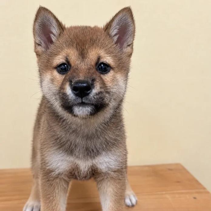 柴犬(標準サイズ)(長野県・女の子・2026/09/09・赤)の子犬情報! | 北林 紗月ブリーダー(1996)