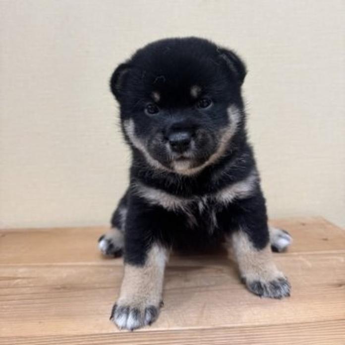 柴犬(標準サイズ)(長野県・女の子・2026/09/13・黒)の子犬情報! | 北林 紗月ブリーダー(2018)