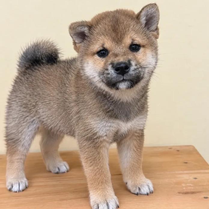 柴犬(標準サイズ)(長野県・男の子・2026/09/13・赤)の子犬情報! | 北林 紗月ブリーダー(2021)