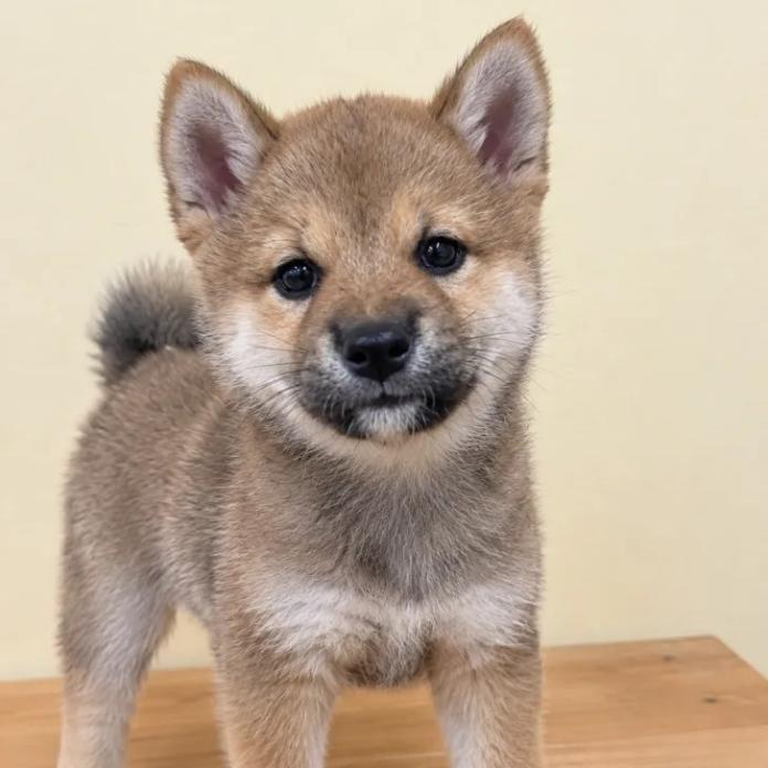柴犬(標準サイズ)(長野県・男の子・2026/09/13・赤)の子犬情報! | 北林 紗月ブリーダー(2022)