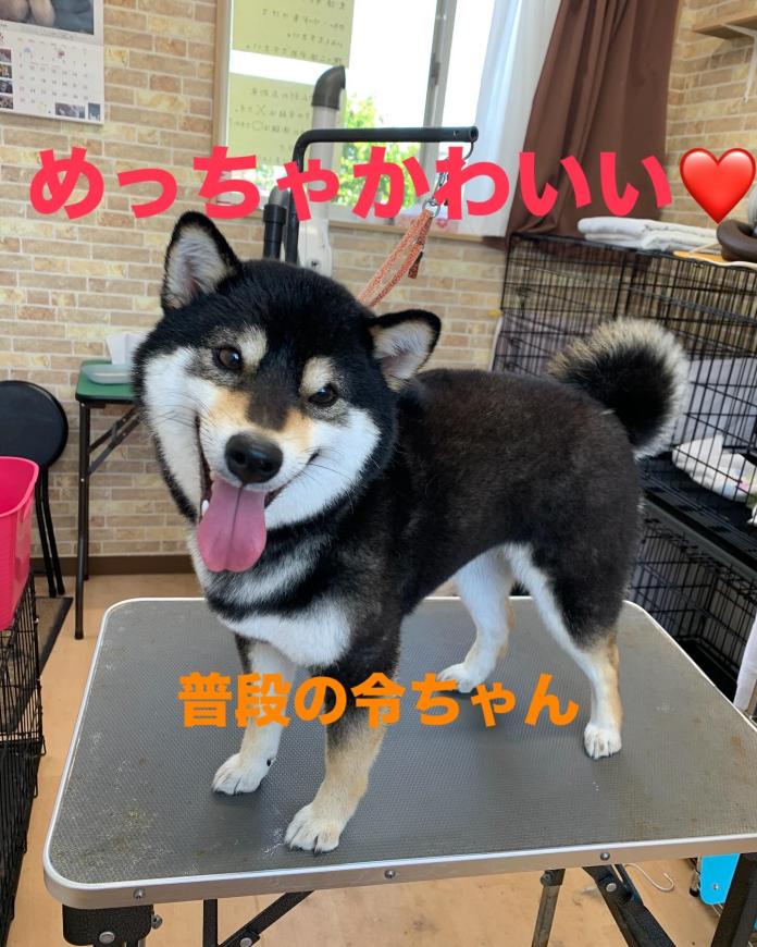 北林 紗月ブリーダー(長野県)の情報・子犬一覧