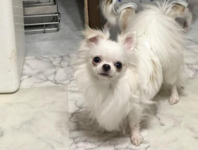 犬のプロフィール画像