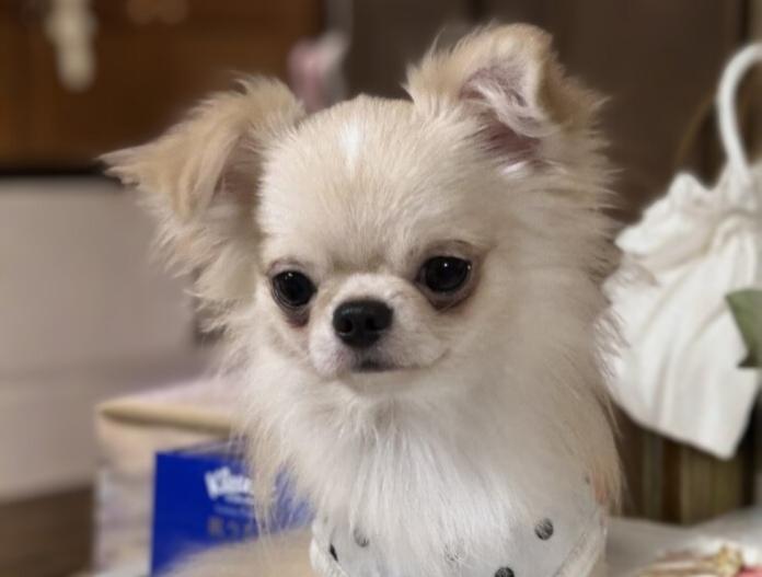 犬のプロフィール画像