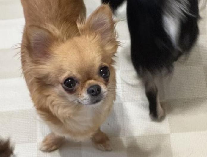犬のプロフィール画像