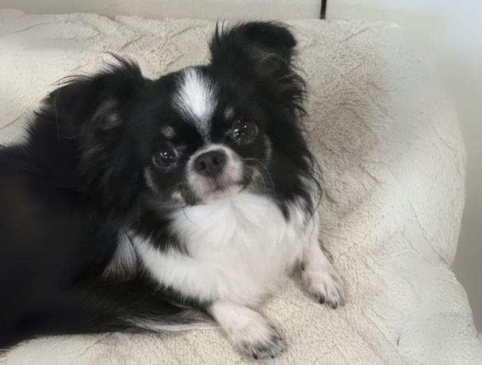 親犬のプロフィール画像