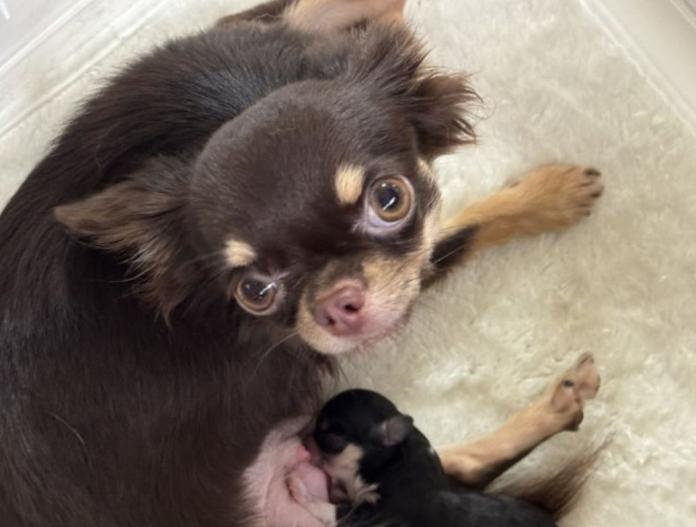 犬のプロフィール画像