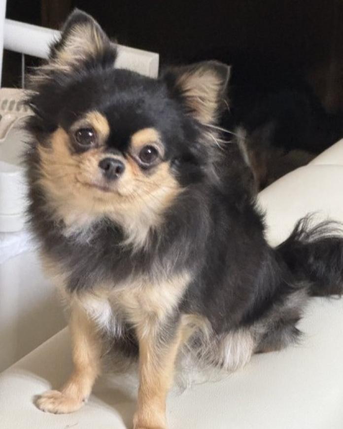 犬のプロフィール画像