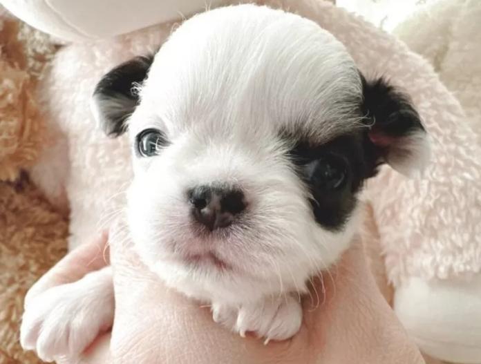 チワワ(ロング)(東京都・男の子・2025/12/13・ホワイト&ブラックタン)の子犬情報! | 古谷 淳子ブリーダー(1044)