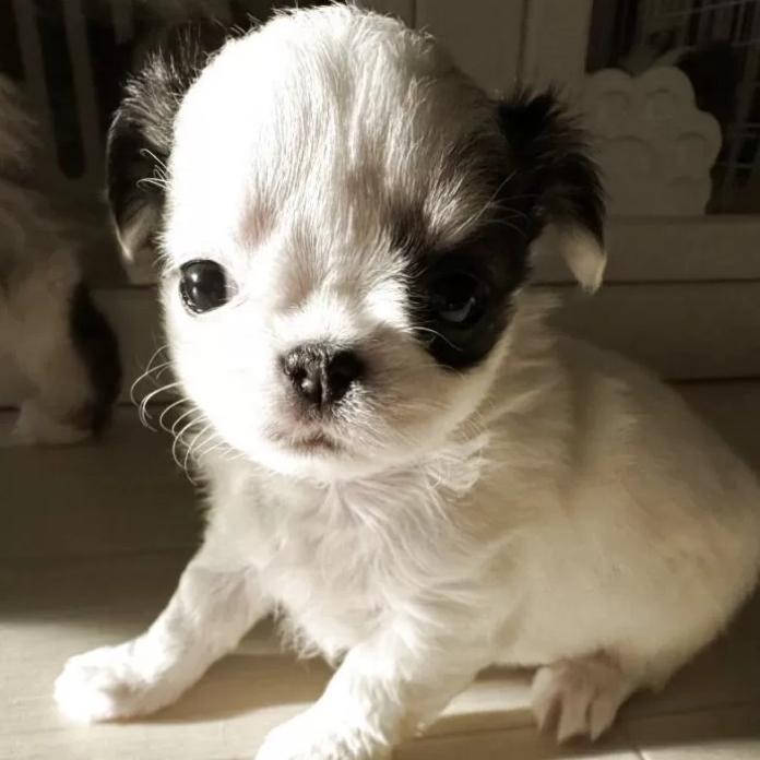 チワワ(ロング)(東京都・男の子・2025/12/13・ホワイト&ブラックタン)の子犬情報! | 古谷 淳子ブリーダー(1044)