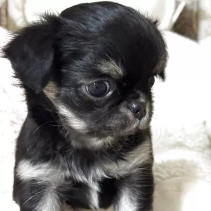 チワワ(ロング)(東京都・女の子・2025/12/14・ブラックタン)の子犬情報! | 古谷 淳子ブリーダー(1074)