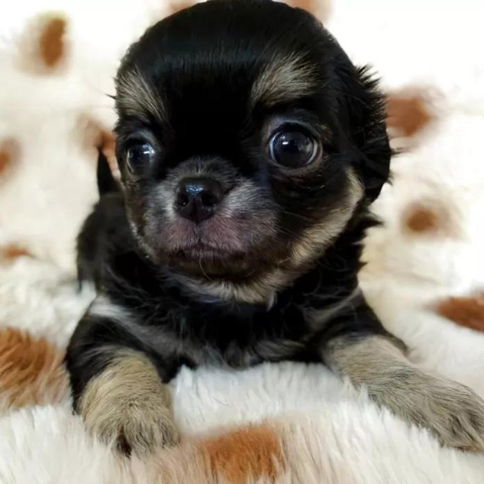 チワワ(ロング)(東京都・女の子・2025/12/14・ブラックタン)の子犬情報! | 古谷 淳子ブリーダー(1074)