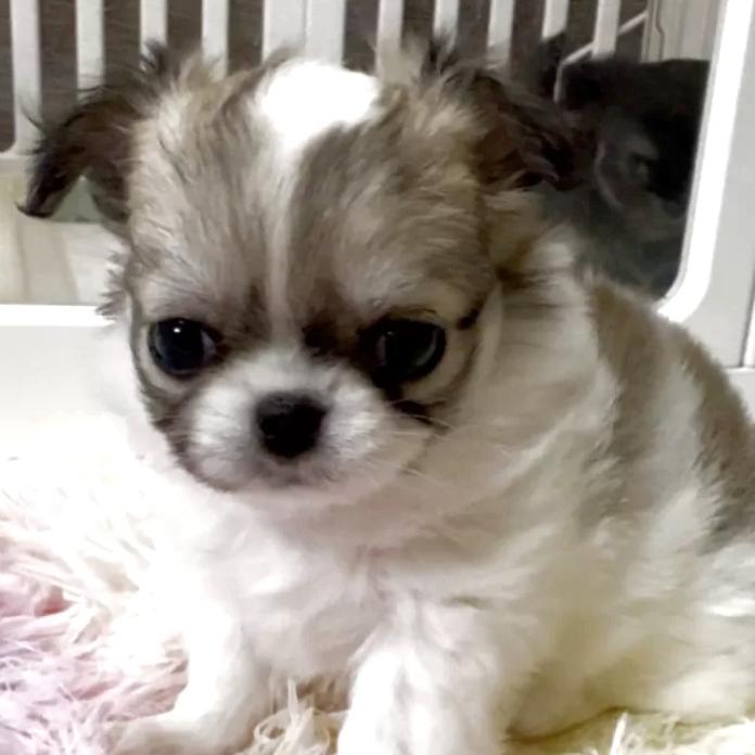 チワワ(ロング)(東京都・女の子・2025/12/13・ホワイト&ブラックタン)の子犬情報! | 古谷 淳子ブリーダー(1090)