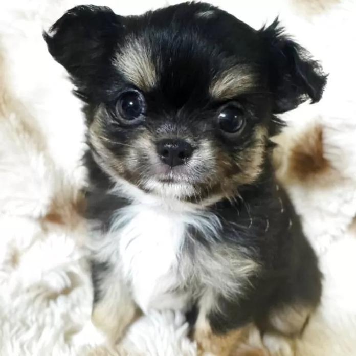 チワワ(ロング)(東京都・男の子・2026/01/13・ブラックタンホワイト)の子犬情報! | 古谷 淳子ブリーダー(1196)